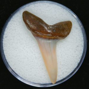 Genuine Pliocene Age Mako Shark Tooth Fossil for Sale from Belgium #8