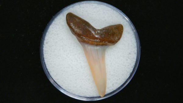 Genuine Pliocene Age Mako Shark Tooth Fossil for Sale from Belgium #8