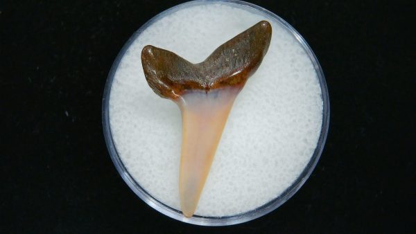 Genuine Pliocene Age Mako Shark Tooth Fossil for Sale from Belgium #8a