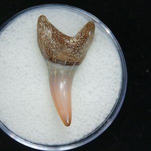 Genuine Pliocene Age Mako Shark Tooth Fossil for Sale from Belgium #9