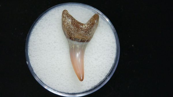 Genuine Pliocene Age Mako Shark Tooth Fossil for Sale from Belgium #9