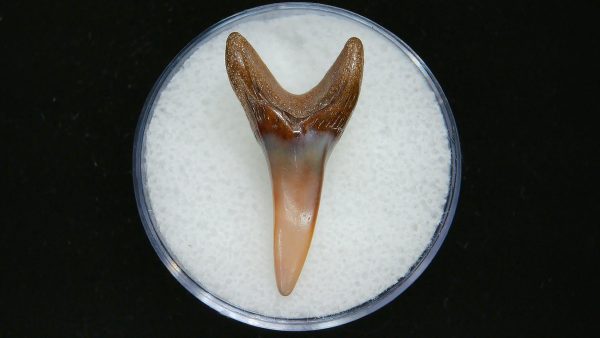 Genuine Pliocene Age Mako Shark Tooth Fossil for Sale from Belgium #9a