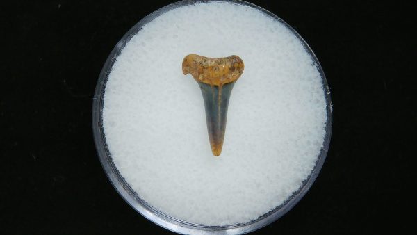 Sand Tiger Shark Tooth #1