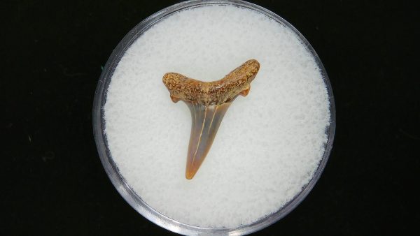 Sand Tiger Shark Tooth #10