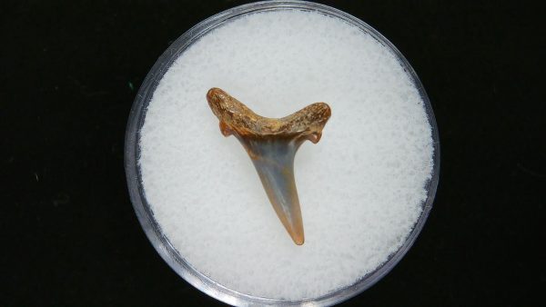 Sand Tiger Shark Tooth #10 - Image 2