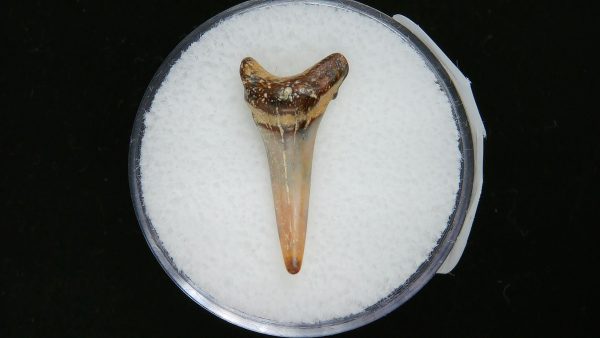 Sand Tiger Shark Tooth #12