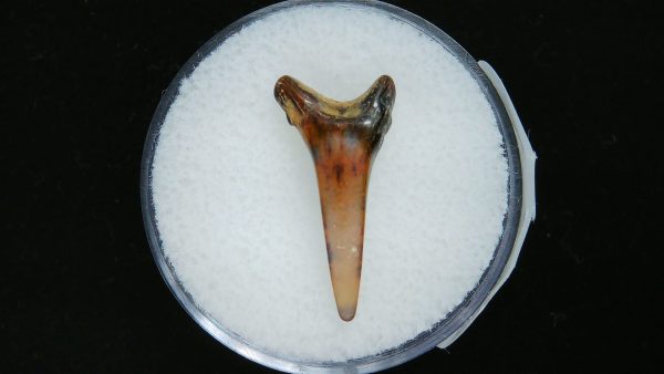 Sand Tiger Shark Tooth #12 - Image 2