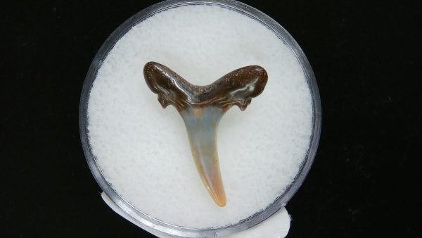 Sand Tiger Shark Tooth #13 - Image 2