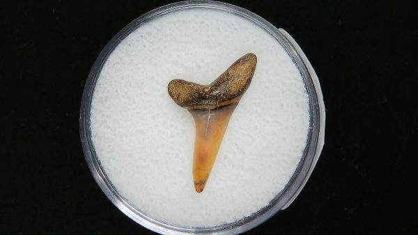 Sand Tiger Shark Tooth #14