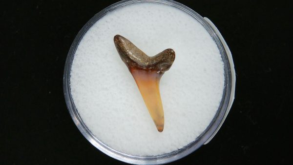 Sand Tiger Shark Tooth #14 - Image 2