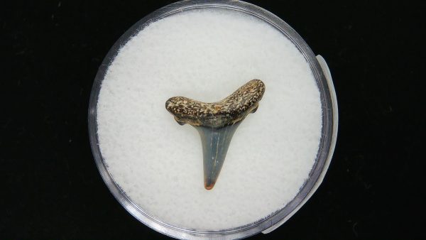 Sand Tiger Shark Tooth #15