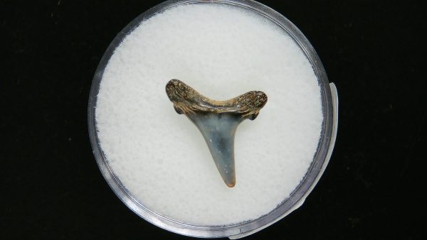 Sand Tiger Shark Tooth #15 - Image 2