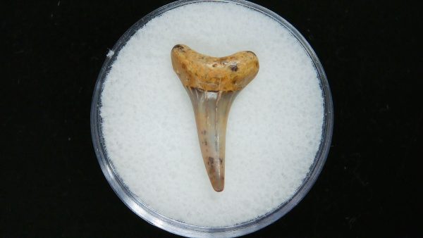 Sand Tiger Shark Tooth #16