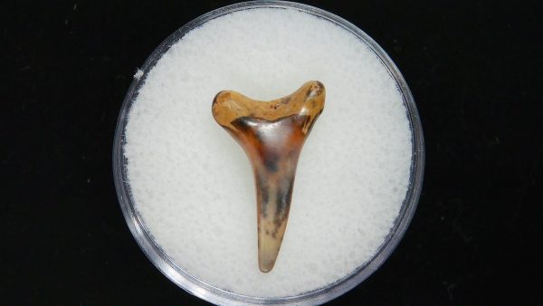 Sand Tiger Shark Tooth #16 - Image 2