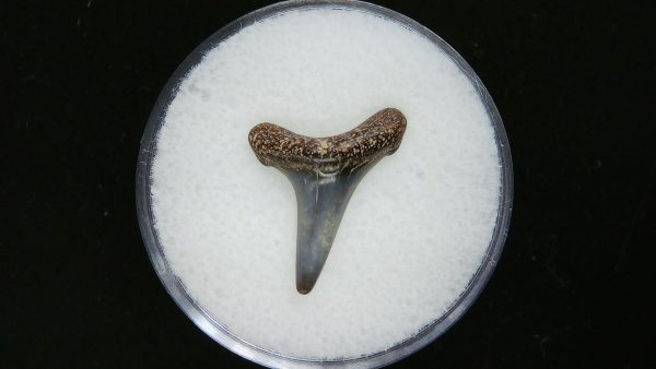 Sand Tiger Shark Tooth #17