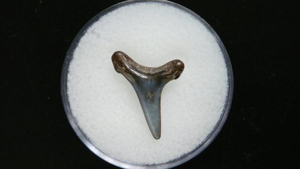 Sand Tiger Shark Tooth #17 - Image 2