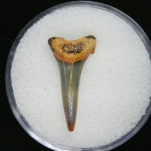 Genuine Pliocene Age Sand Tiger Shark Tooth Fossil for Sale from Belgium #19