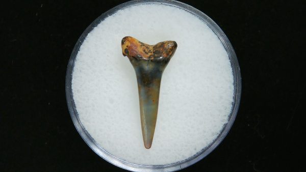 Genuine Pliocene Age Sand Tiger Shark Tooth Fossil for Sale from Belgium #19a