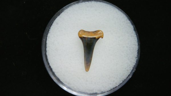 Sand Tiger Shark Tooth #1 - Image 2