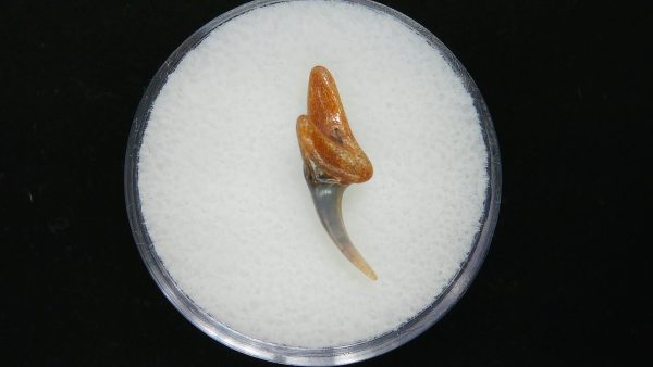 Sand Tiger Shark Tooth #2