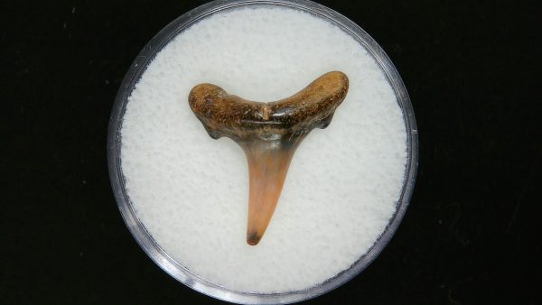 Genuine Pliocene Age Sand Tiger Shark Tooth Fossil for Sale from Belgium #20