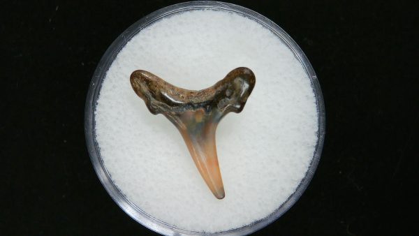 Genuine Pliocene Age Sand Tiger Shark Tooth Fossil for Sale from Belgium #20a