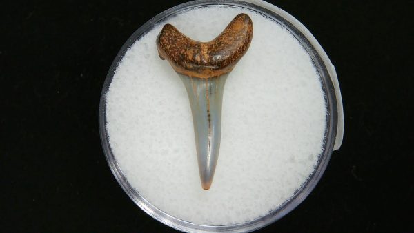 Genuine Pliocene Age Sand Tiger Shark Tooth Fossil for Sale from Belgium #21