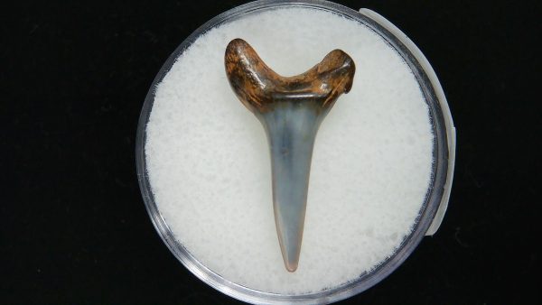 Genuine Pliocene Age Sand Tiger Shark Tooth Fossil for Sale from Belgium #21a