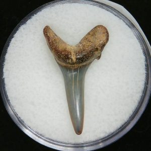 Genuine Pliocene Age Sand Tiger Shark Tooth Fossil for Sale from Belgium #23