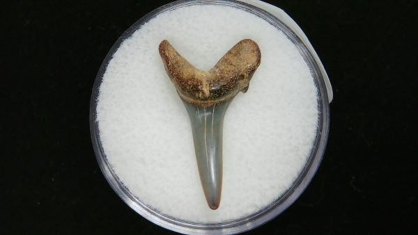 Genuine Pliocene Age Sand Tiger Shark Tooth Fossil for Sale from Belgium #23