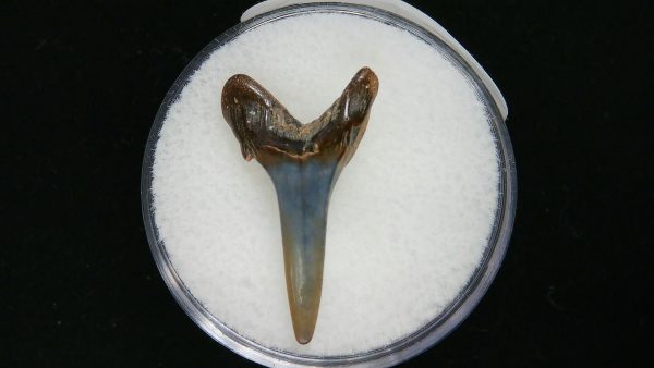 Genuine Pliocene Age Sand Tiger Shark Tooth Fossil for Sale from Belgium #23a