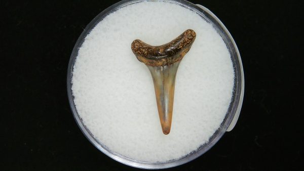 Genuine Pliocene Age Sand Tiger Shark Tooth Fossil for Sale from Belgium #24