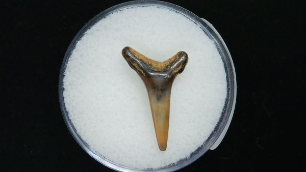 Genuine Pliocene Age Sand Tiger Shark Tooth Fossil for Sale from Belgium #24a