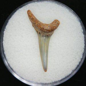 Genuine Pliocene Age Sand Tiger Shark Tooth Fossil for Sale from Belgium #26