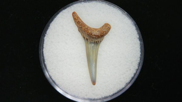 Genuine Pliocene Age Sand Tiger Shark Tooth Fossil for Sale from Belgium #26