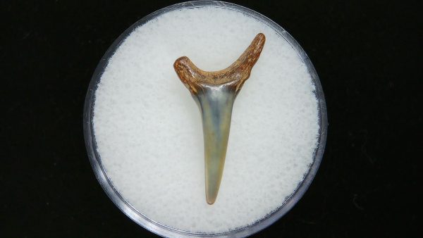 Genuine Pliocene Age Sand Tiger Shark Tooth Fossil for Sale from Belgium #26a