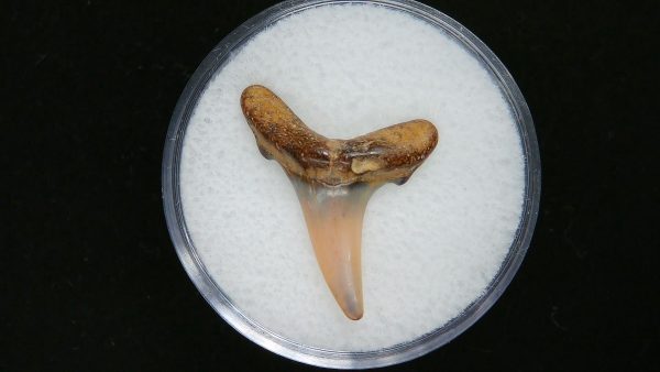 Genuine Pliocene Age Sand Tiger Shark Tooth Fossil for Sale from Belgium #27