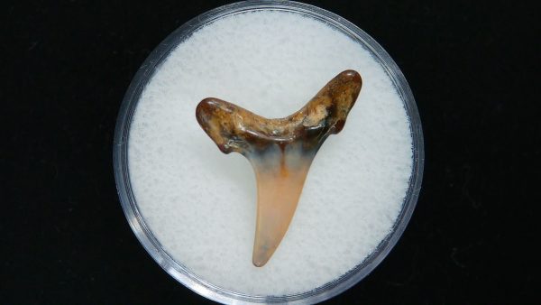 Genuine Pliocene Age Sand Tiger Shark Tooth Fossil for Sale from Belgium #27a