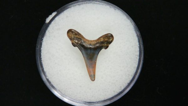 Genuine Pliocene Age Sand Tiger Shark Tooth Fossil for Sale from Belgium #28a