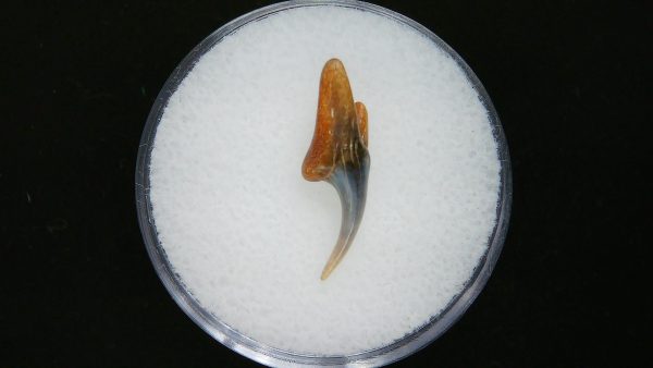 Sand Tiger Shark Tooth #2 - Image 2