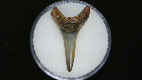 Sand Tiger Shark Tooth #3