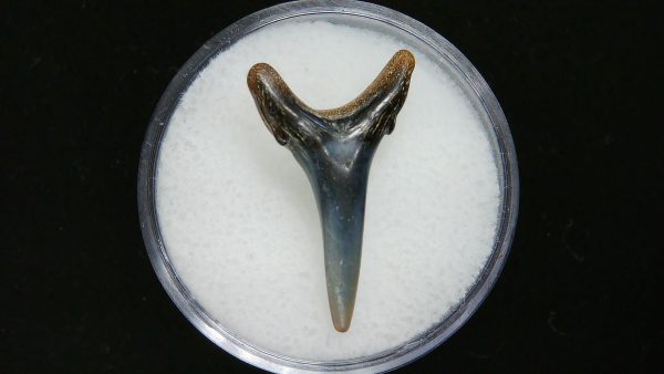 Genuine Pliocene Age Sand Tiger Shark Tooth Fossil for Sale from Belgium #30a