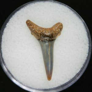 Genuine Pliocene Age Sand Tiger Shark Tooth Fossil for Sale from Belgium #31