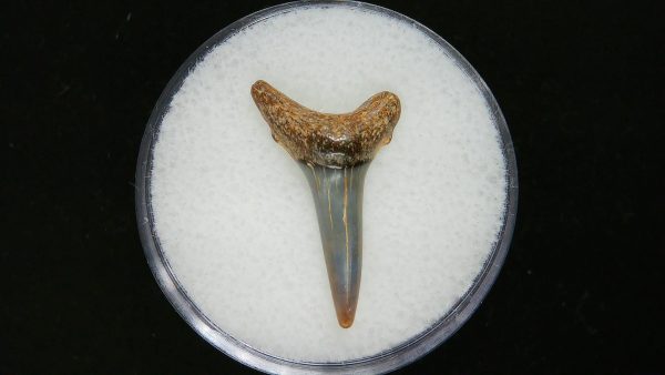 Genuine Pliocene Age Sand Tiger Shark Tooth Fossil for Sale from Belgium #31