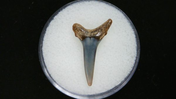 Genuine Pliocene Age Sand Tiger Shark Tooth Fossil for Sale from Belgium #31a