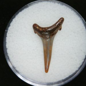 Genuine Pliocene Age Sand Tiger Shark Tooth Fossil for Sale from Belgium #32