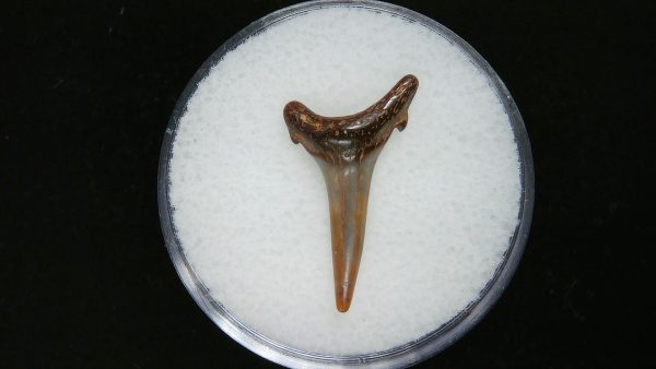 Genuine Pliocene Age Sand Tiger Shark Tooth Fossil for Sale from Belgium #32