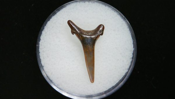 Genuine Pliocene Age Sand Tiger Shark Tooth Fossil for Sale from Belgium #32a