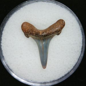 Genuine Pliocene Age Sand Tiger Shark Tooth Fossil for Sale from Belgium #33