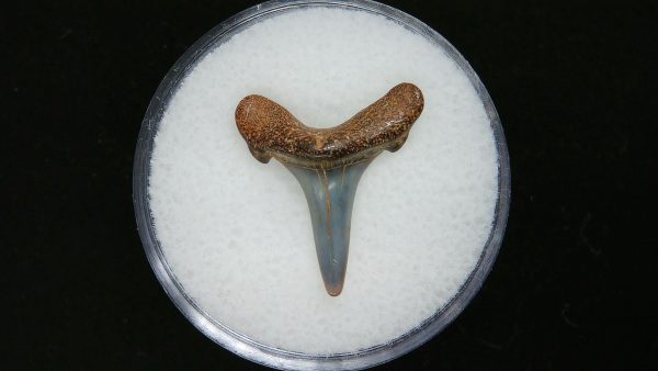 Genuine Pliocene Age Sand Tiger Shark Tooth Fossil for Sale from Belgium #33